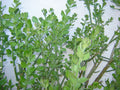 Pereskiopsis Diguetii Grafting Stock Cuttings 5"-6" Top Side Cuttings - Ideal for Succulent Propagation