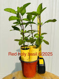 Live Red Holy Basil Plants Set of 6, Tulsi Herb, Edible Indoor Outdoor, Ocimum sanctum