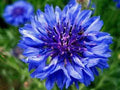 Dwarf Blue Bachelor Button Seeds - 100 Count - Vibrant Blue Flowers - Centaurea cyanus - Border and Garden Flowers