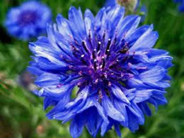 Dwarf Blue Bachelor Button Seeds - 100 Count - Vibrant Blue Flowers - Centaurea cyanus - Border and Garden Flowers