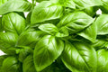 Large Leaf Basil Seeds - Non-GMO Heirloom Herb - Ocimum basilicum - Culinary, Aromatic, Vegetable Garden Seeds