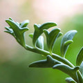 Rare Senecio Peregrinus Unrooted Cuttings - String of Dolphins Succulent Trailing Plant, 4" Length