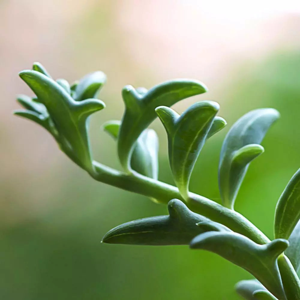 Rare Senecio Peregrinus Unrooted Cuttings - String of Dolphins Succulent Trailing Plant, 4" Length