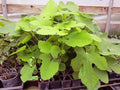 Brown Turkey Fig Live Rooted Plant - Edible Figs - Ficus carica - Perfect for Home Gardens & Containers