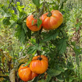 Old German Tomato Seeds - Heirloom Beefsteak, Multicolor, Non-GMO, Organic Gardening, Solanum lycopersicum
