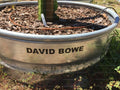 Dragon Fruit Cutting - David Bowe Variety - Hylocereus undatus - Climbing Cactus for Indoor & Outdoor Gardening