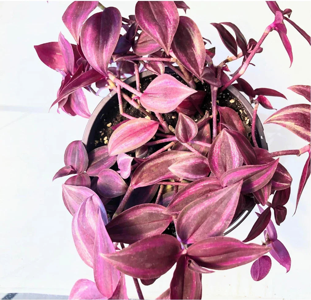 Dark Red Zebrina Wandering Jew Cuttings - Tradescantia, 2" or 4" Pot, Indoor Plant, Easy Care Houseplant