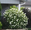 White Rose Mallow Bush Seedling - Hibiscus Moscheutos - Perennial Flowering Plant for Garden and Landscaping