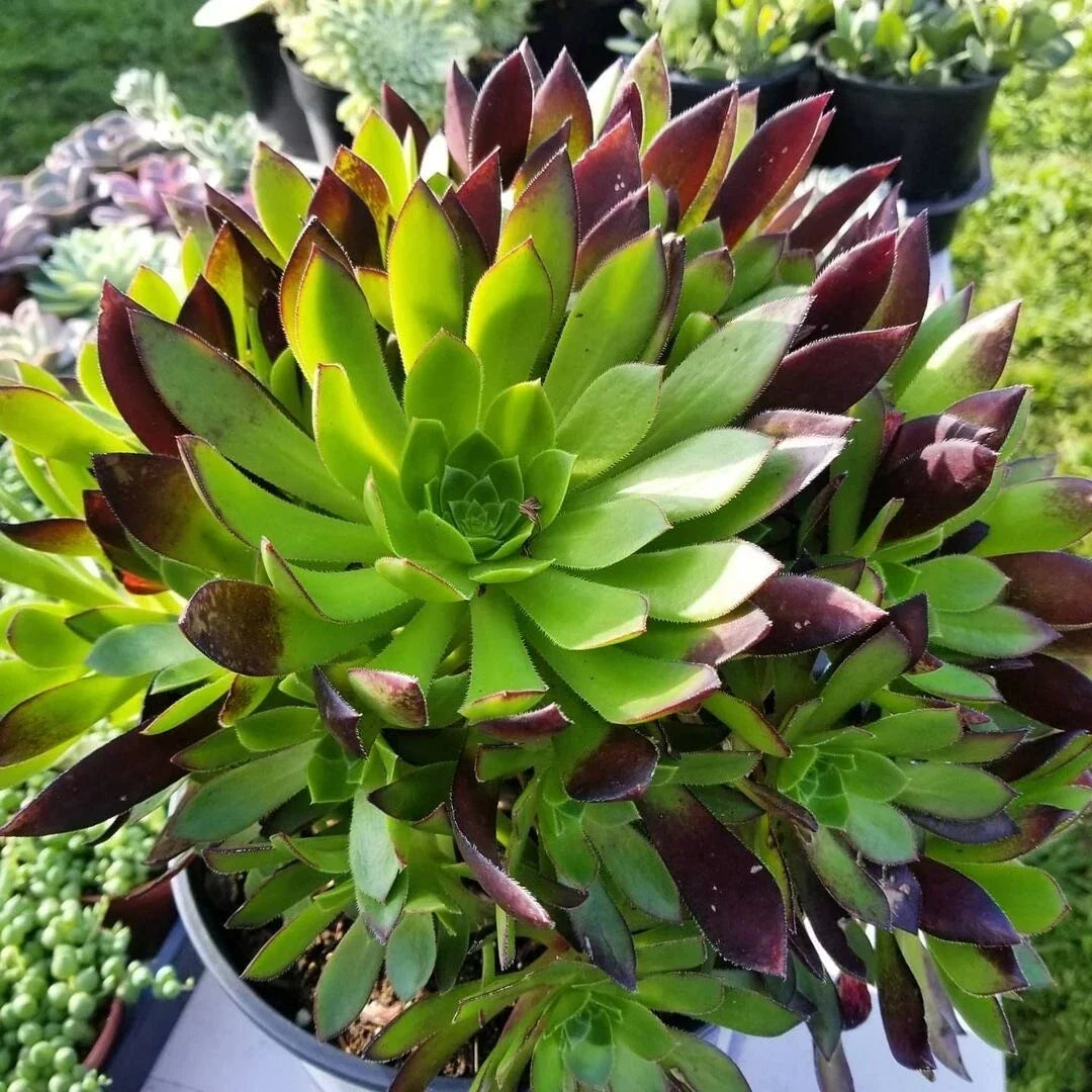 Aeonium Cutting | Low Mounding | Purple Foliage | Easy to Grow | Prolific Rosette | Aeonium 'Merlot'
