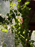 Dischidia Ruscifolia Million Hearts Plant - 4" Unrooted Cutting - Indoor Houseplant - Tropical Vine