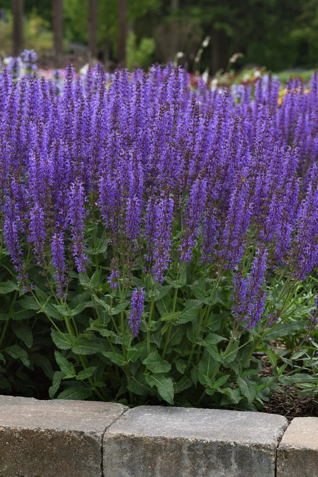 Meadow Sage Live Perennial Plant Bare Root Salvia 'Blue By You' Purple Blooms Zones 4-9 Butterfly Garden