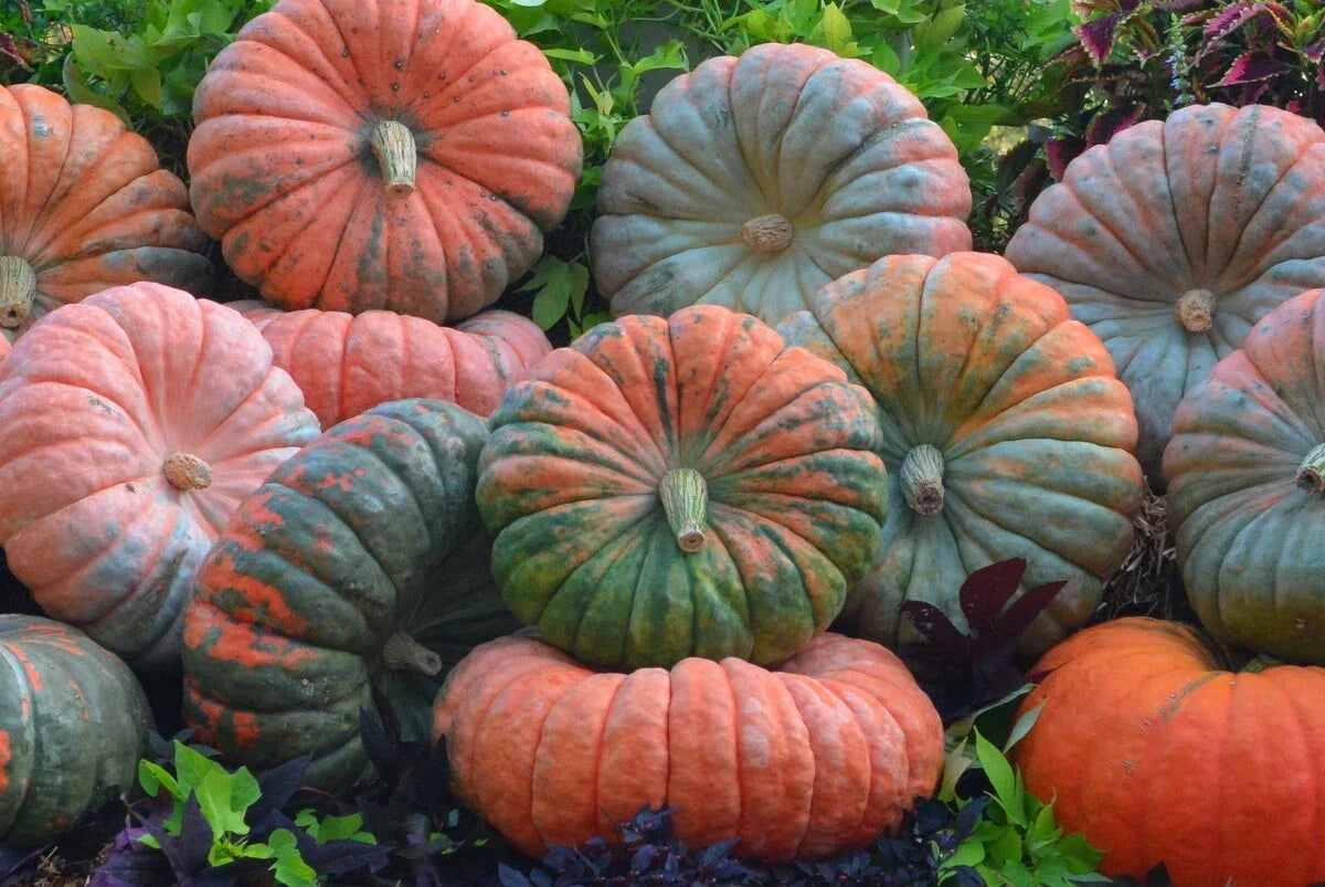 Daybreak Pumpkin F1 Seeds – Cucurbita pepo, Large, Vibrant, Edible, Gardening, Fall, Decorative, Non-GMO