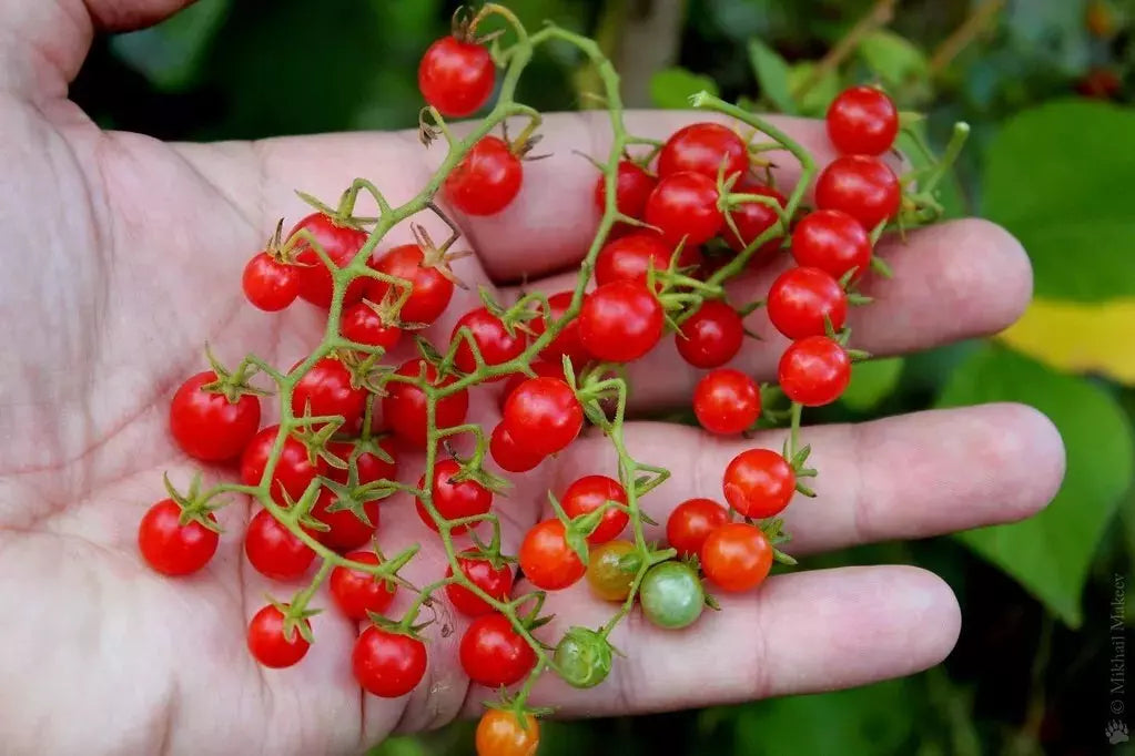 Sweet Pea Currant Tomato Seeds - 30+ Tiny Heirloom Berries for Containers & Gardens - Solanum lycopersicum
