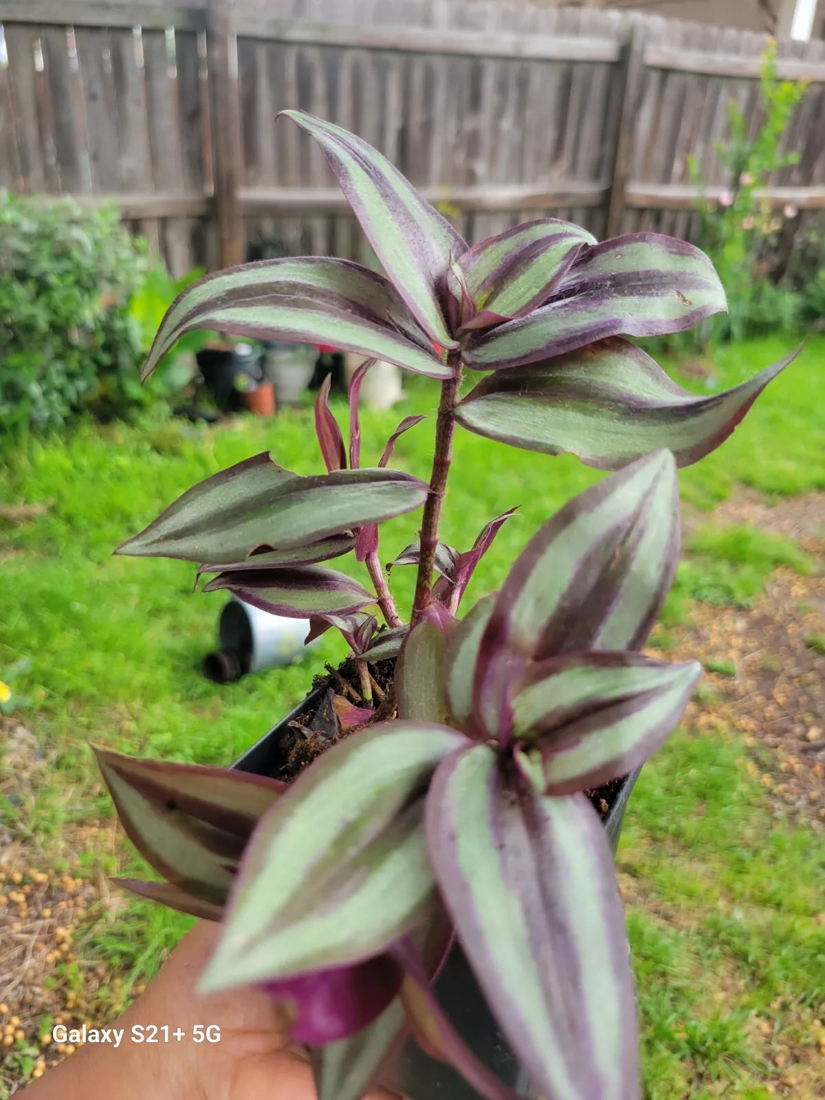 Wandering Jew Plant 3" Pot Rare Tradescantia zebrina Live Houseplant 3 or More Plants