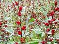 Jamaican Sorrel Seeds - 10 Seeds - Florida Cranberry Hibiscus sabdariffa