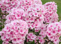 Phlox Seeds Bright Eyes Variety - 100+ Seeds Phlox paniculata USA