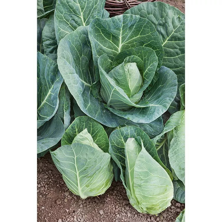 Cabbage Seeds 1000+ Heirloom Early Jersey Wakefield Non-GMO Pack for Home Garden & Farming