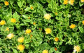 Yellow Sun Rose Succulent Plant - 4" Pot - Aptenia Cordifolia Haekeliana Ground Cover Flowering Plant