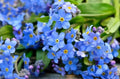 Forget Me Not Flower Seeds | 1200+ Perennial Blue Flowers | Pollinator Attractor | Myosotis spp.