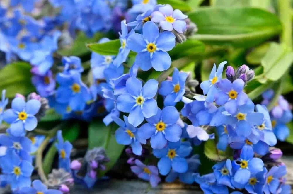 Forget Me Not Flower Seeds | 1200+ Perennial Blue Flowers | Pollinator Attractor | Myosotis spp.