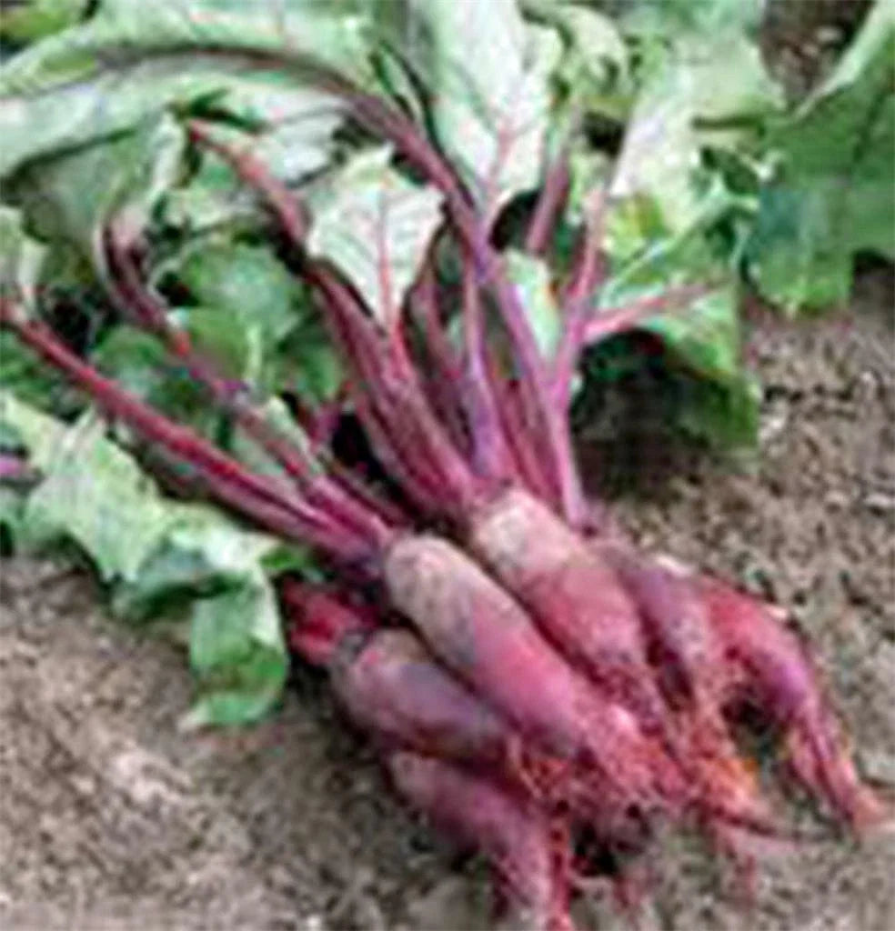 Beet Seeds 500 Count - Cylindra Non-GMO Heirloom - Organic Beet Varieties for Home Garden (Beta vulgaris)