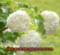 Old Fashion Snowball Cranberry Seedling in 4" Pot - Viburnum trilobum - White Flowers, Red Berries, Hardy Shrub