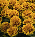 Little Hero Fire Marigold Seeds - 25+ Count - Tagetes patula - Garden Seeds USA