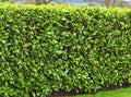 20 Fresh Cut Cherry Laurel Cuttings 6-8" for Rooting Shrubs Hedges Trees Privacy (Prunus laurocerasus)