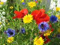 Wildflower Seed Mix 16 oz - Colorful Border & Garden Blend - Native Wildflowers for Pollinators & Garden Beds