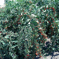 Goji Berry Cuttings - 100 Fresh Cuttings - Vigorous Variety - Lycium barbarum - Bulk Wholesale