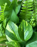 Rooted Plant Cuttings - 15 Assorted Varieties - Ideal for Gardening, Propagation, and Home Decor - Perfect for Plant Lovers