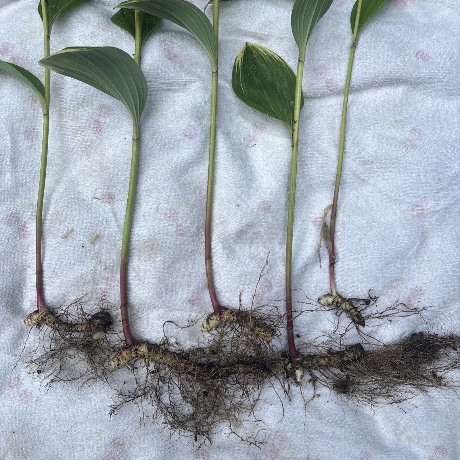 Variegated Leaf Solomon's Seal Live Plants - 5 Bare Root Rhizomes with 12” Stems - Polygonatum biflorum