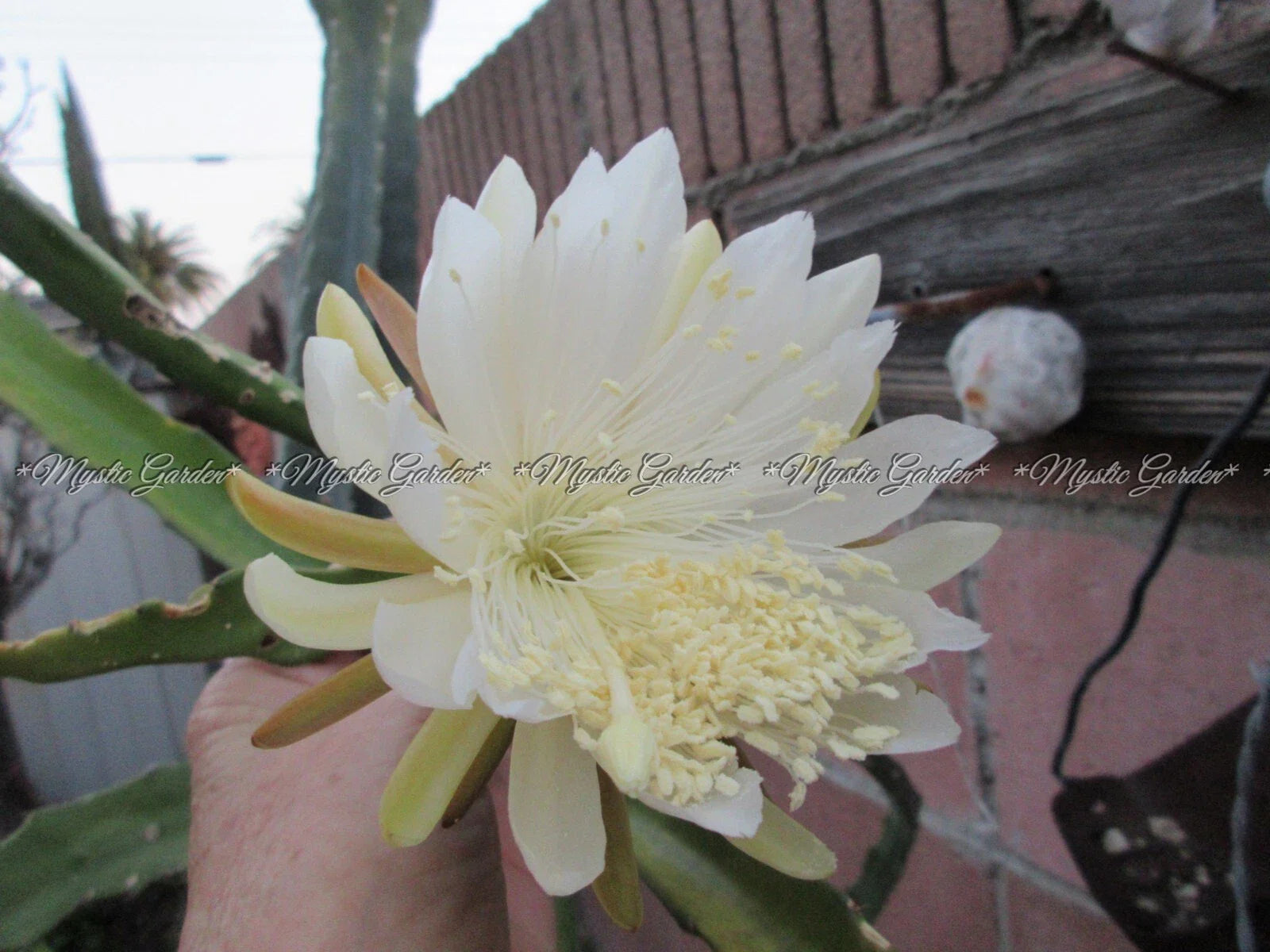 Weberocereus Tonduzii 1 Rooted Cutting - Exotic Cactus Plant for Propagation and Home Decor