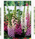 Foxglove Seeds - 1000+ Heirloom Non-GMO Seeds - Digitalis purpurea - Buy 2 Get 1 Free (Add 2 to Cart)