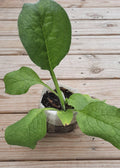 Root Cutting – Symphytum × uplandicum – Organic Heirloom Medicinal Herb, Live Plant Bare Root Starter
