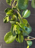 Hoya obovata Inner Variegated Splash Cutting – 1 Node, Variegated Houseplant, Perennial Vine, Indoor Plant