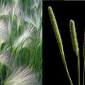 Creeping Meadow Foxtail Seeds - 250+ Count - Ideal for Landscaping - Alopecurus pratensis