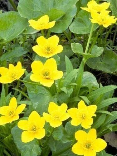 Yellow Swamp Marigold Seeds (100 Seeds) - Bidens Aristosa Mutica Native Wildflower