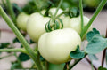 Great White Tomato Seeds – Non-GMO Organic Beefsteak Variety, 50 Seeds, Solanum lycopersicum, Juicy White Tomatoes