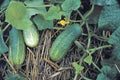 Pickling Cucumber Seeds – Heirloom Non-GMO Cucumis sativus for Homemade Pickles, Vining, Full Sun, Seed Packet