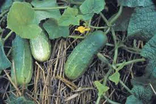 Pickling Cucumber Seeds – Heirloom Non-GMO Cucumis sativus for Homemade Pickles, Vining, Full Sun, Seed Packet