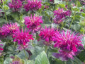 Fireball Bee Balm Seeds - 100 Pack - Monarda didyma - Hummingbird Flower Seeds - Vibrant Red Blooms