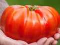 Organic Heirloom Beefsteak Tomato Seeds - Non-GMO, Solanum lycopersicum, Large Juicy Tomatoes, Heirloom Variety, 10+ Seeds