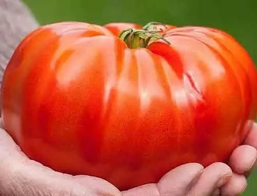 Organic Heirloom Beefsteak Tomato Seeds - Non-GMO, Solanum lycopersicum, Large Juicy Tomatoes, Heirloom Variety, 10+ Seeds
