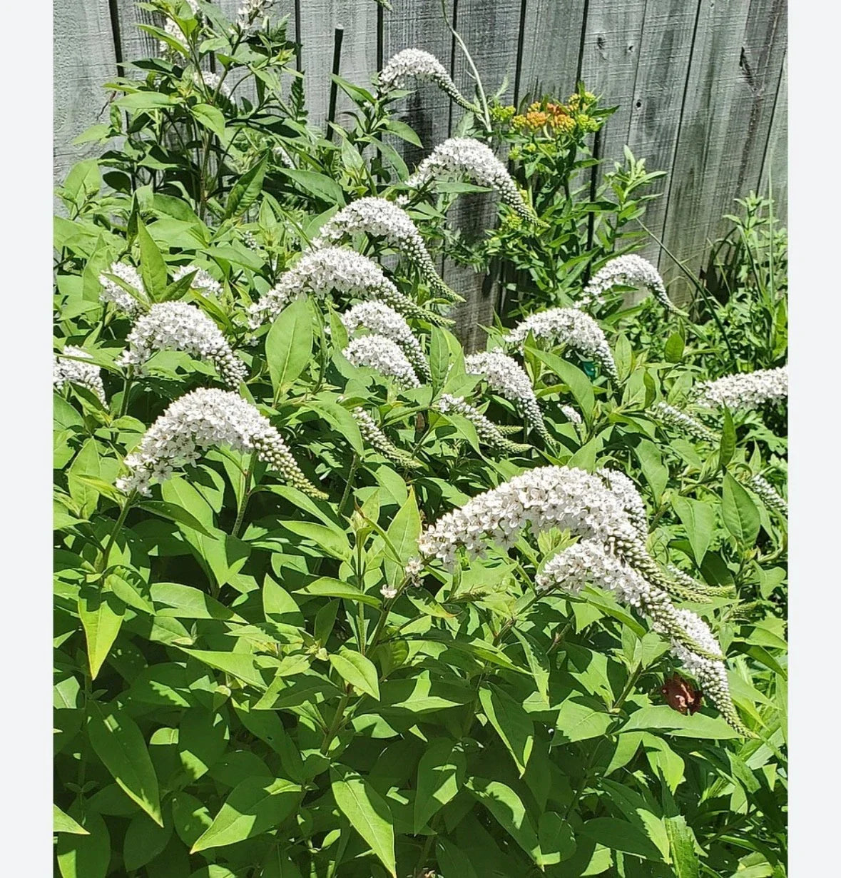 Gooseneck Loosestrife Perennial Plants - 10 Bare Root - Lysimachia clethroides