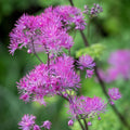 Thalictrum ‘Black Stockings’ Meadow Rue Live Starter Plant – Tall Purple-Flowered Shade Perennial with Dark Stems