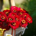 Zinnia Seeds 200 Count - Meteor Burgundy Red Flowers for Pollinators & Butterflies - Non-GMO Zinnia elegans