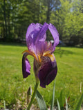 Bearded Iris Rhizomes - Bare Root White Purple Yellow - Iris germanica Perennial Flowers