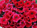 Petunia Seeds - 50 Bright Red Petunia x hybrida for Containers, Hanging Baskets, Windowsills