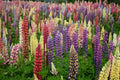 Russell Lupine Seeds - Mixed Colors, Non-GMO, Lupinus polyphyllus Garden Flower Seeds for Borders & Pollinator Attraction